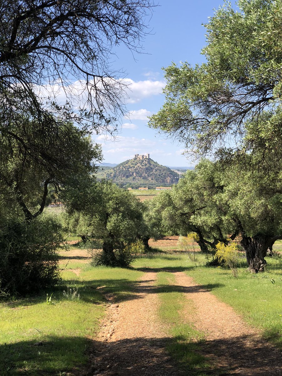 zor_angelo's tweet photo. Discovering the Andalusian hills with @Frangoga while searching for old Olive Trees!                                                #Andalusia #Spain #trekking #CastilloAlmodovardelRio https://t.co/SiS3SrNq3a