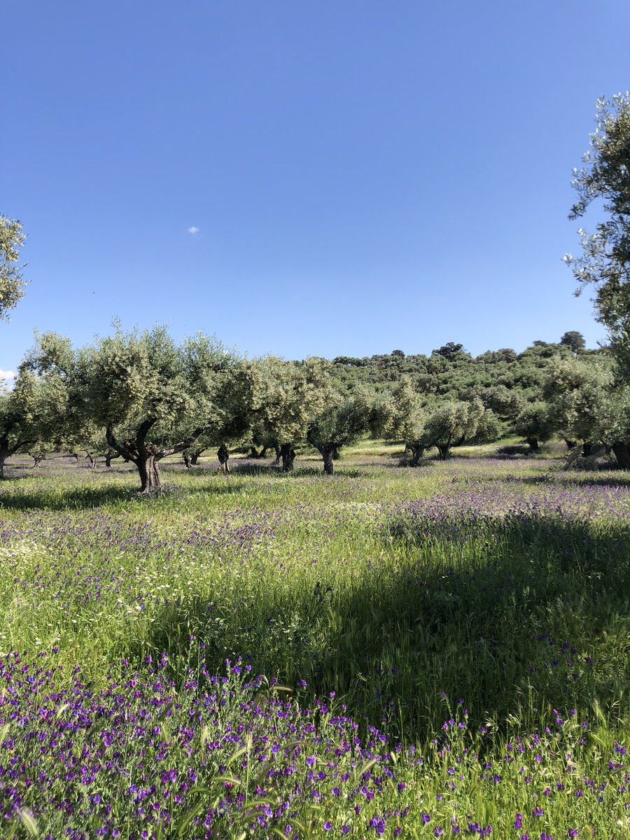 zor_angelo's tweet photo. Discovering the Andalusian hills with @Frangoga while searching for old Olive Trees!                                                #Andalusia #Spain #trekking #CastilloAlmodovardelRio https://t.co/SiS3SrNq3a