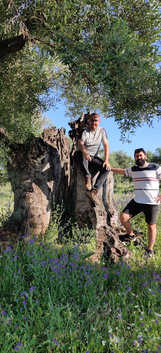 zor_angelo's tweet photo. Discovering the Andalusian hills with @Frangoga while searching for old Olive Trees!                                                #Andalusia #Spain #trekking #CastilloAlmodovardelRio https://t.co/SiS3SrNq3a