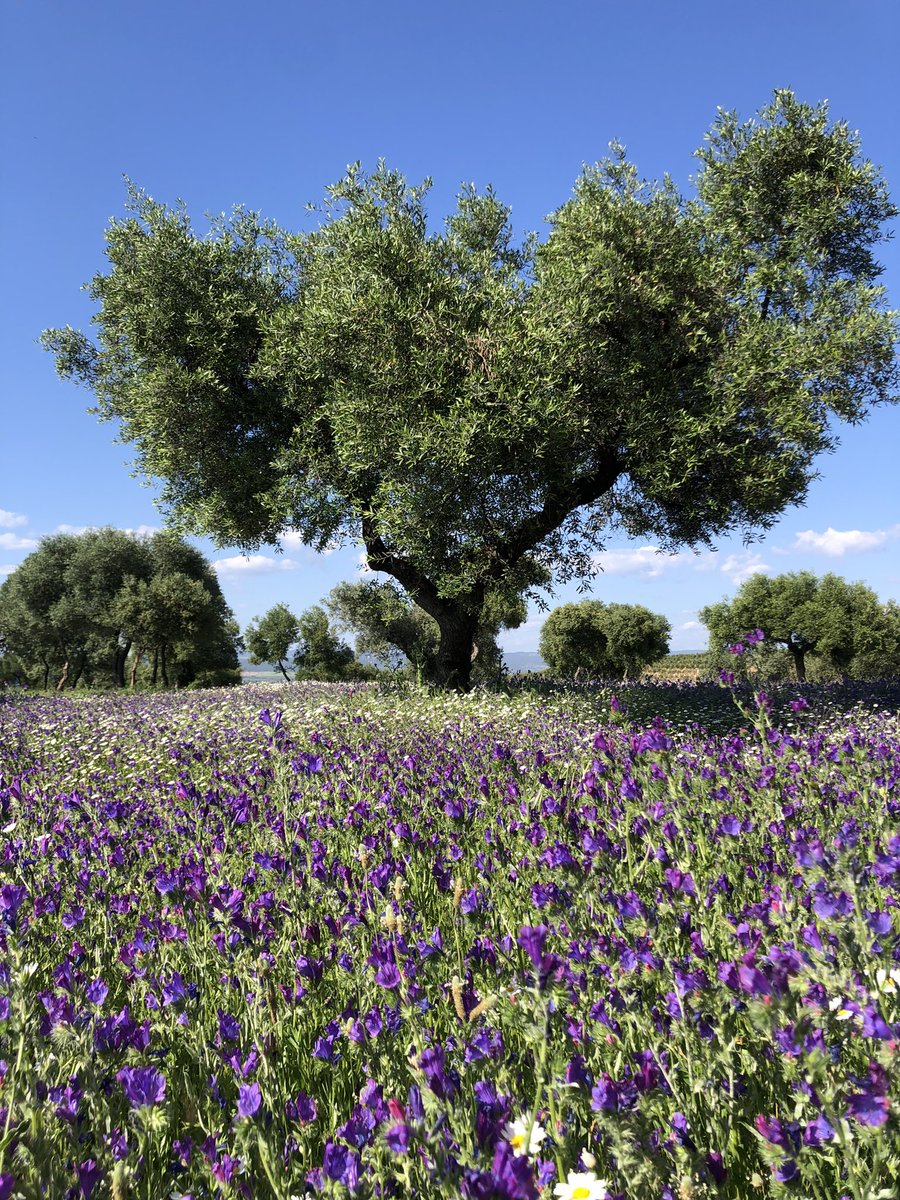 zor_angelo's tweet photo. Discovering the Andalusian hills with @Frangoga while searching for old Olive Trees!                                                #Andalusia #Spain #trekking #CastilloAlmodovardelRio https://t.co/SiS3SrNq3a