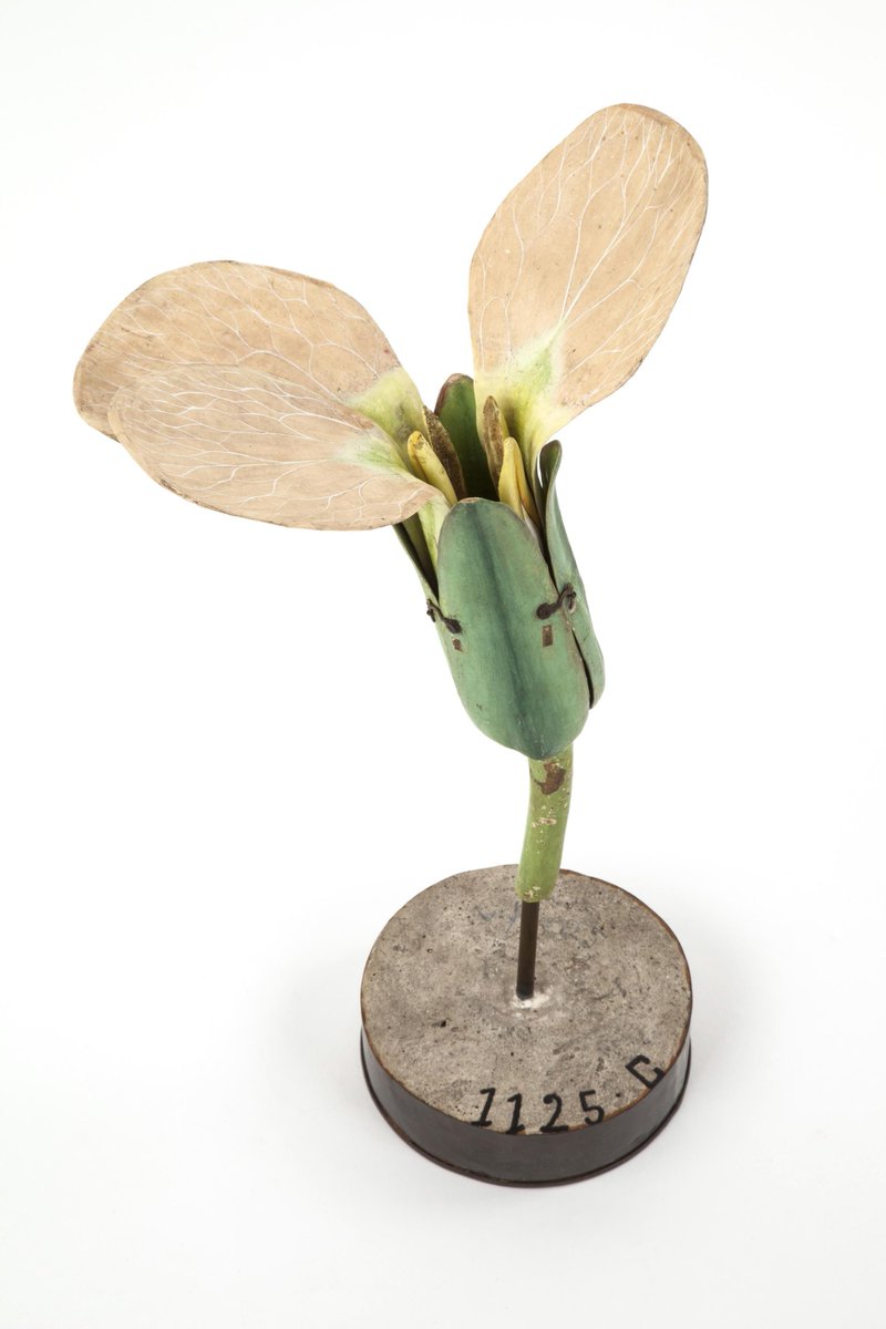 reseaudesmusees's tweet photo. / Printemps fleuri ! /
Le jeu #QECO (Quel est cet objet ?) se transforme cette semaine. De nombreuses #fleurs de #printemps sont cachées dans les #collections des #musées. Saurez-vous les nommer ? C'est parti pour une recherche fleurie sur https://t.co/kA1cqh1Cb3 ! #photographie https://t.co/2OzAKzg4ES