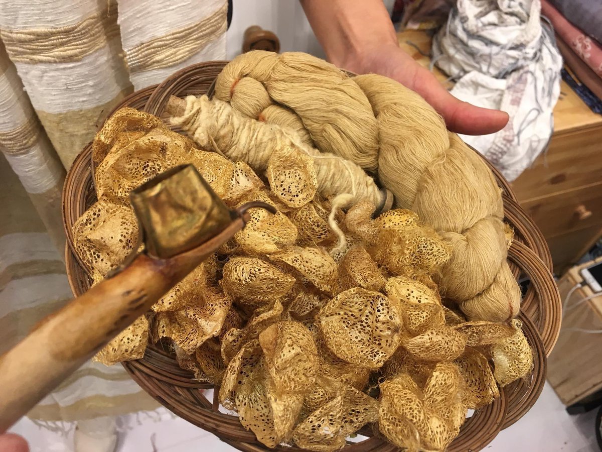 CriculaTJava's tweet photo. Indonesia Wild Silk Development
Cricula has golden cocoons but they make strong pale yellow yarns after degumming process.
#クリキュラ #cricula #criculatrifenestrata
https://t.co/eukPRiOgfO https://t.co/dxwCDSarQf