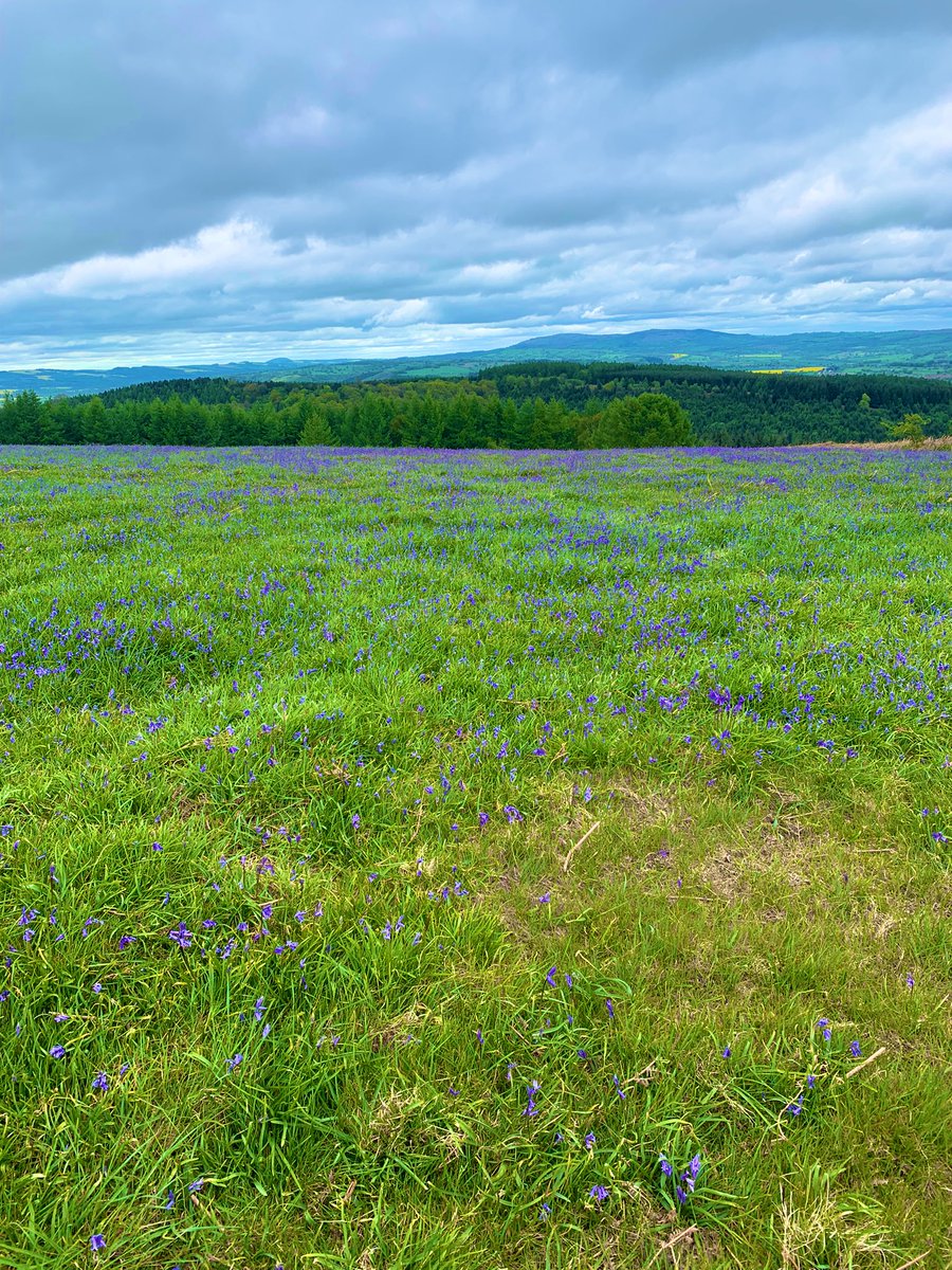 Kennedy10Mart's tweet photo. Tootle around #mortimerforest amazing views from top https://t.co/RhkICCnqZo