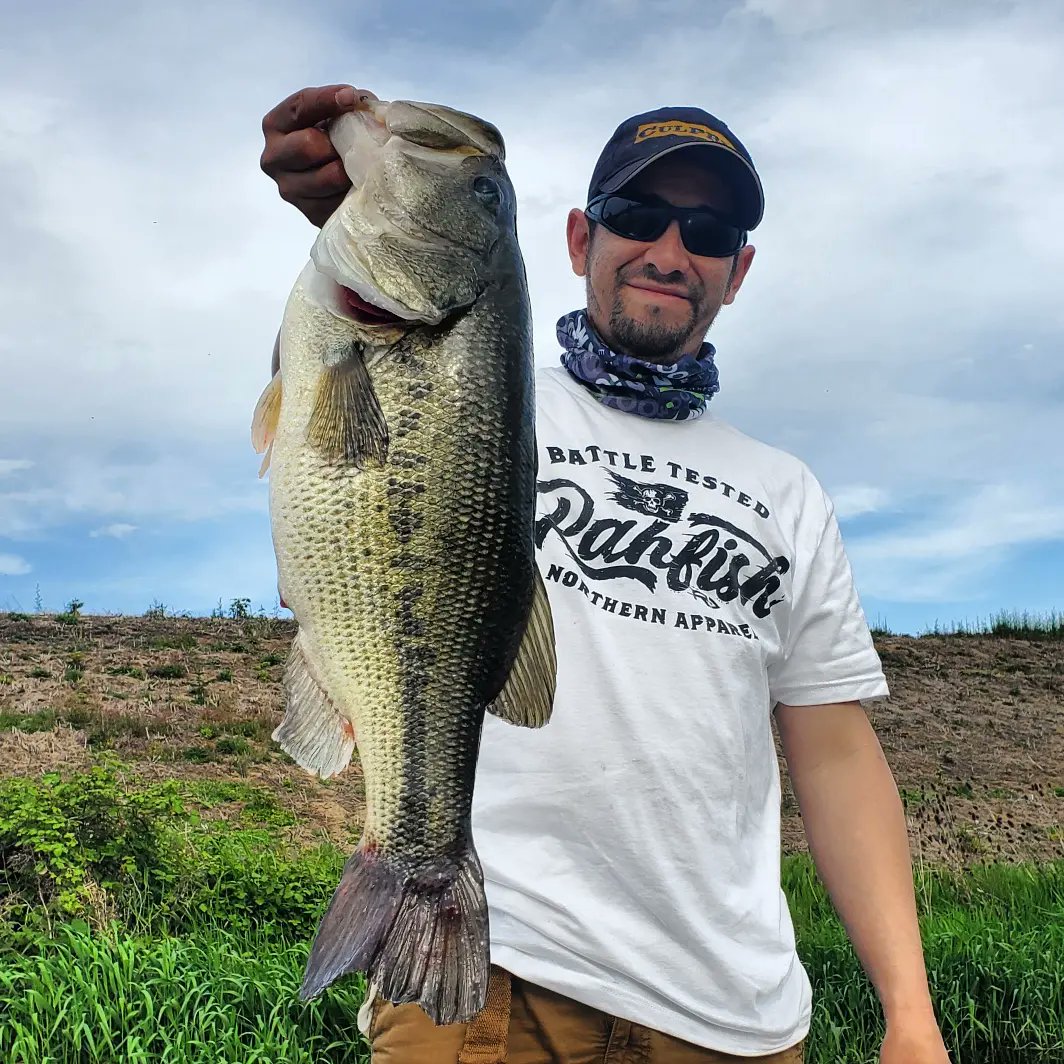 soliz8217's tweet photo. 2 weeks with no fishing, Felt good to put a 7+ lbs green girl in the boat!! @CulpritFishing #IncrediBug keeping that skunk off! #Oregon #CulpritFishing #Rahfish https://t.co/l6GkPEdv43