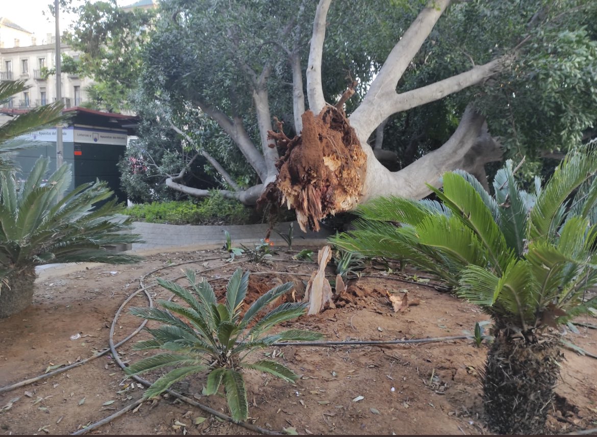 SenorGanan's tweet photo. 🔴MUERE EL ÁRBOL CENTENARIO de la Encarnación. A la derecha, noticia de hace un año. 
Se barajan dos hipótesis con un mismo acusado: el @Ayto_Sevilla 
1) Homicidio imprudente por un gobierno inepto.
2) Asesinato ordenado por @antoniomunozsev porque molestaba a los hoteles… https://t.co/If1d1XjJuz