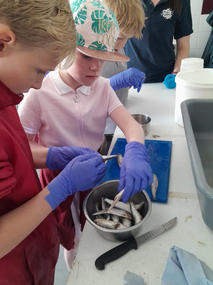 Paultons School Trips (@paultonseducate) on Twitter photo We loved seeing <a href="/HalterworthPri/">Halterworth Primary School</a> bloggers @paultonspark today who helped prepare lunch for our penguins before getting to feed them! We loved seeing <a href="/HalterworthPri/">Halterworth Primary School</a> bloggers @paultonspark today who helped prepare lunch for our penguins before getting to feed them!