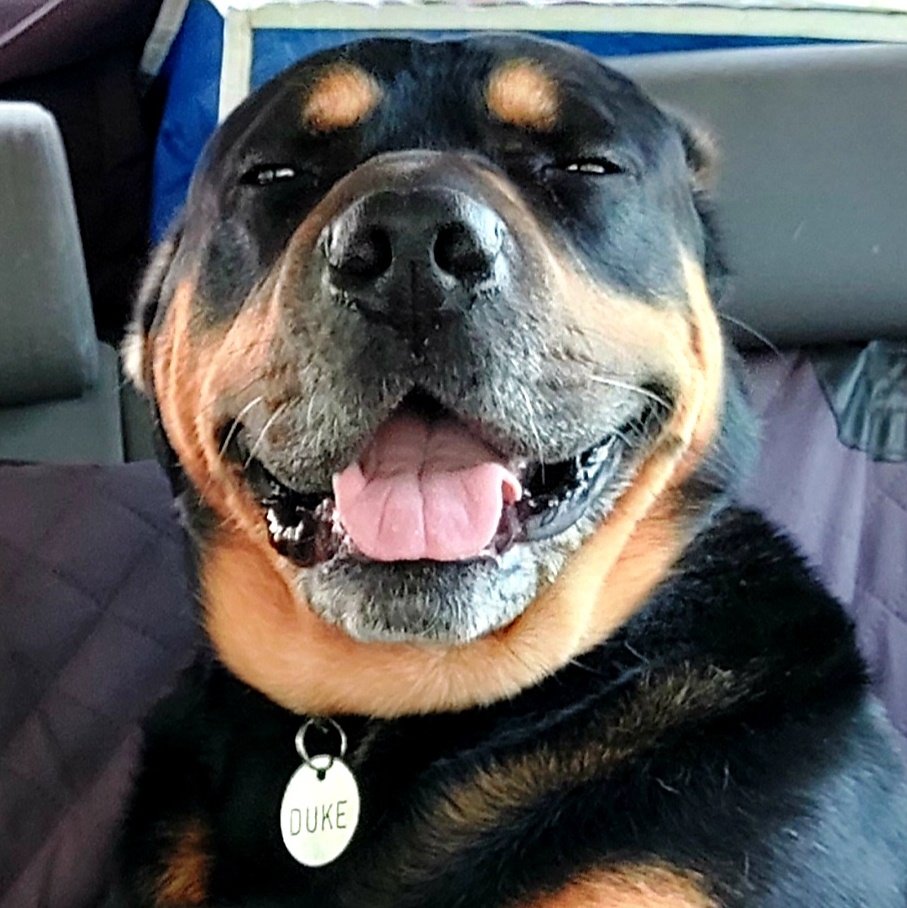 gringo_ctm's tweet photo. #cabezon #dogsofcannabis #dogsofcannabiz https://t.co/7Cd6pRGF87
