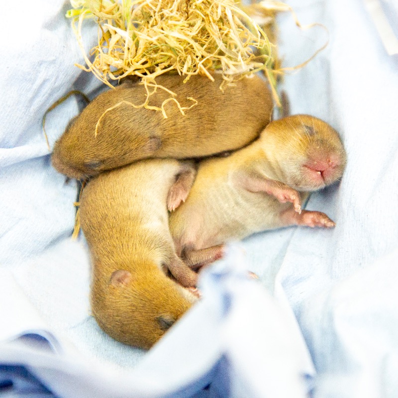 wildlifeaid's tweet photo. Found on a farm, these adorable short-tailed #voles arrived with us, as sadly no trace could be found of their nest or #parents! 
Luckily, none of them were injured, so they were handed over to Myra, one of our longest-serving #volunteer orphan carers.

#orphanseason #wildlife
