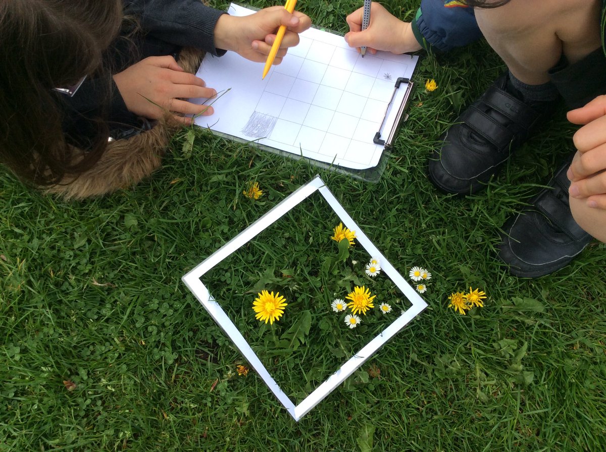 As part of our topic comparing Scotland and Australia we have been looking at the different plants found in each country. Today we sampled the plants found at The Woodies by using quadrats. <a href="/SchoolBroomhill/">BroomhillSchool</a>