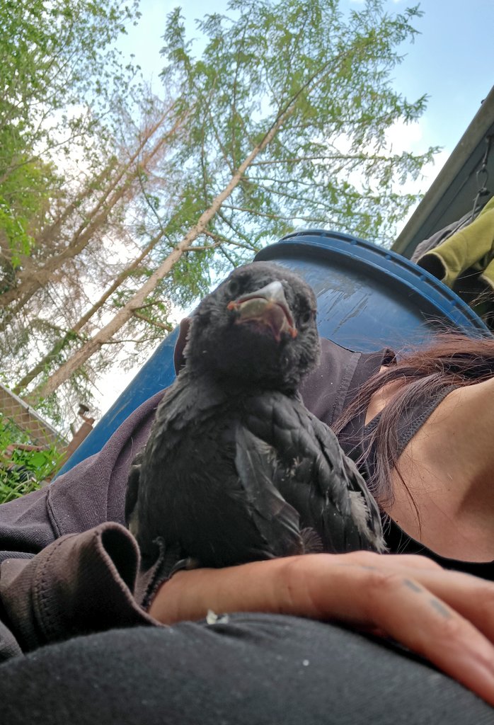 DMondkind's tweet photo. Mein Herz gehört den Rabenvögel 🖤 https://t.co/RZ4iGYyinK
