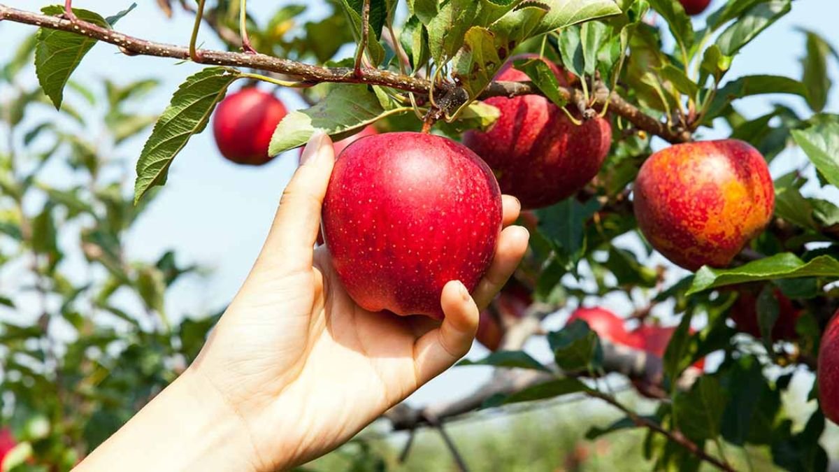 🍒 Πώς θα βοηθήσετε την Καρπόδεση των φυτών σας
Διαβάστε περισσότερα στο Εβδομαδιαίο #Newsletter της #FARMACON
mailchi.mp/be7faa60aaeb/q…