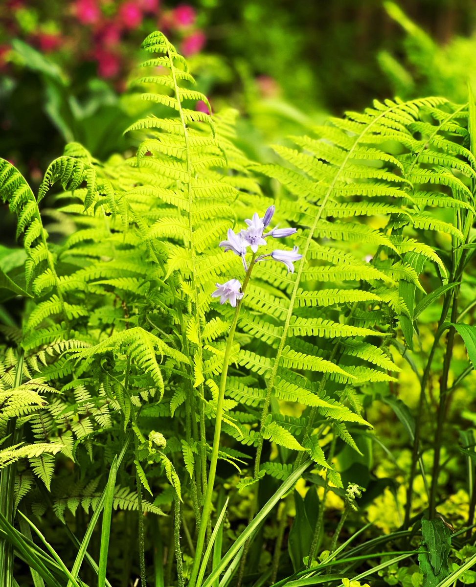 EmmanuelTouhey's tweet photo. @GrainneClear @alexrevelyn Don’t have as many in my woodland garden, but I’m working on it. #SecretWild. https://t.co/vv0Fmsuafm