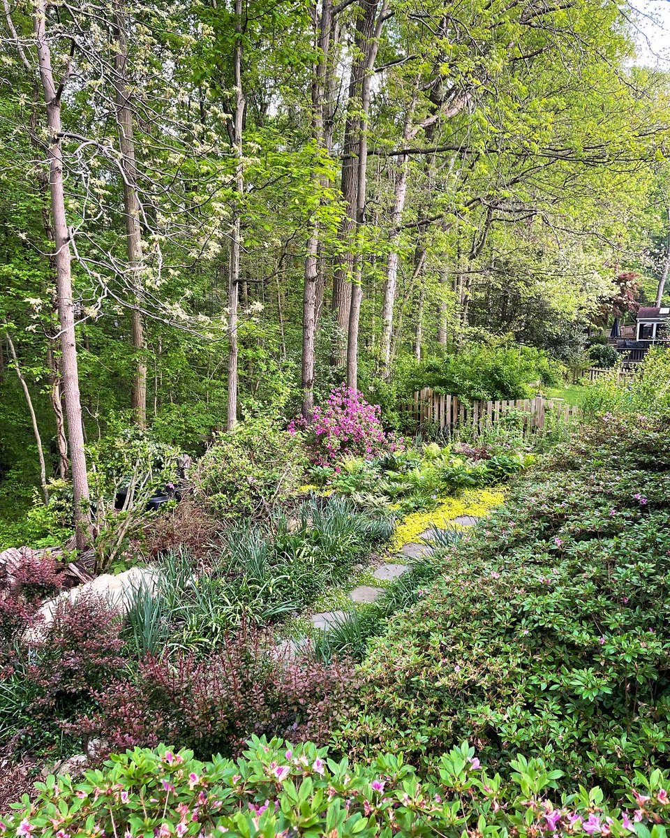 EmmanuelTouhey's tweet photo. @GrainneClear @alexrevelyn Don’t have as many in my woodland garden, but I’m working on it. #SecretWild. https://t.co/vv0Fmsuafm