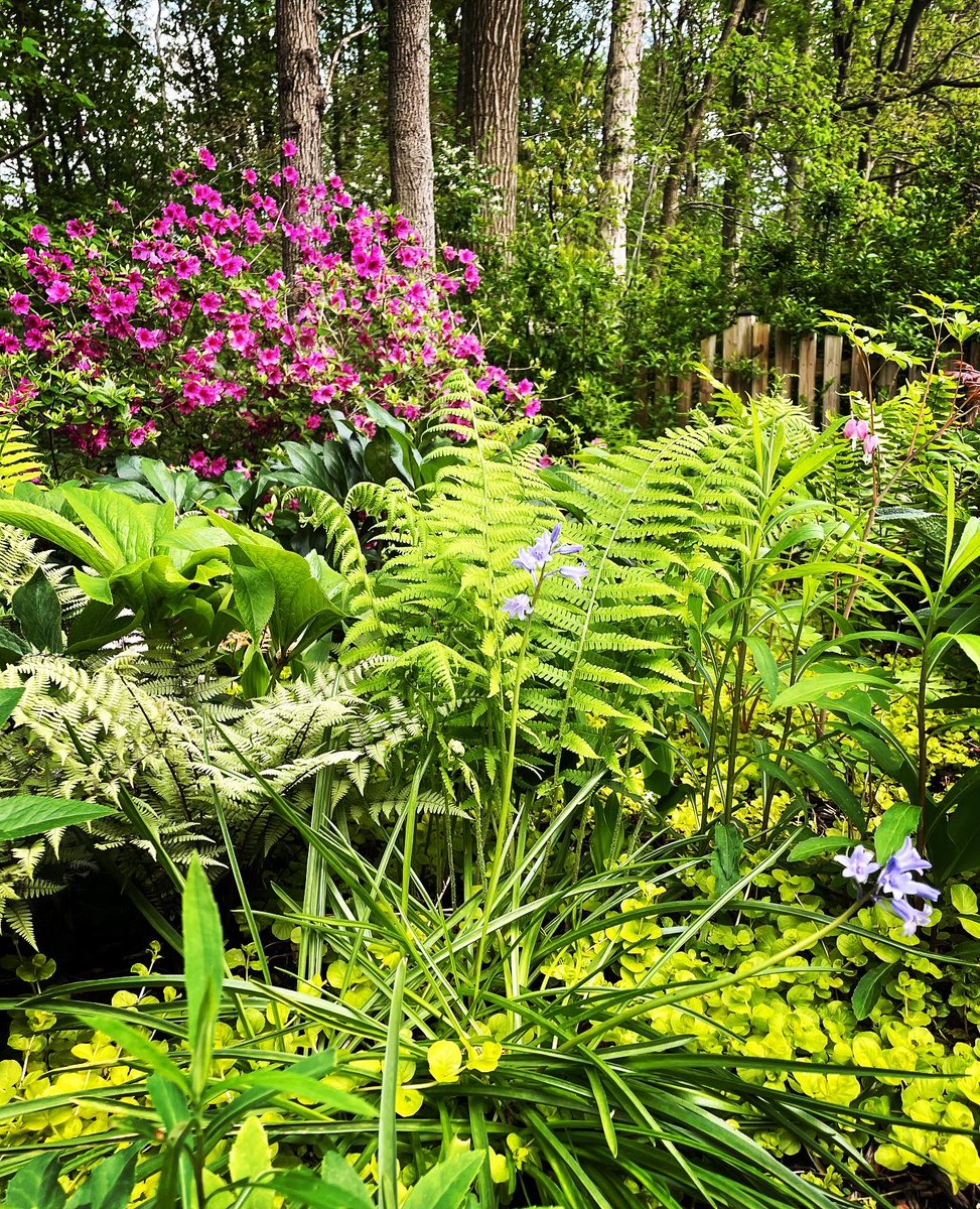 EmmanuelTouhey's tweet photo. @GrainneClear @alexrevelyn Don’t have as many in my woodland garden, but I’m working on it. #SecretWild. https://t.co/vv0Fmsuafm