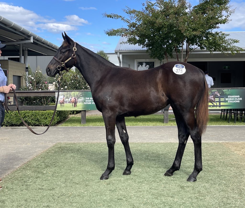 hannahmwall's tweet photo. A brief but busy trip to🇦🇺 for @inglis_sales Weanling & Chairman’s Sale. Delighted to purchase a Pierata colt for Redwall & 2 exciting young mares with @widdenstud @dredvers inc. Gr.1 winner Daysee Doom💥Thank you @sebastian_hutch & all the team,👏on a great sale #seeyouinspring! https://t.co/azD5QtMagR