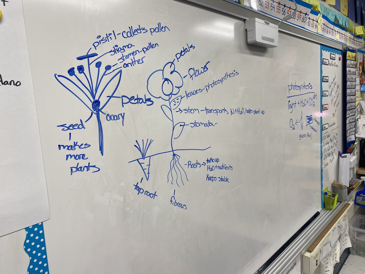 Hollin Meadows Garden (@hmesoutdoored) on Twitter photo 5th grade has been reviewing plant parts all week for their upcoming SOLS. Iām so impressed with their retention and appreciate for how cool plants are! #BuddingBotanists <a href="/HollinMeadowsES/">Hollin Meadows</a> <a href="/HmesPartnership/">Hollin Meadows Partnership for Outdoor Education</a> <a href="/PTAHMES/">Hollin Meadows ES PTA</a> 5th grade has been reviewing plant parts all week for their upcoming SOLS. Iām so impressed with their retention and appreciate for how cool plants are! #BuddingBotanists <a href="/HollinMeadowsES/">Hollin Meadows</a> <a href="/HmesPartnership/">Hollin Meadows Partnership for Outdoor Education</a> <a href="/PTAHMES/">Hollin Meadows ES PTA</a>