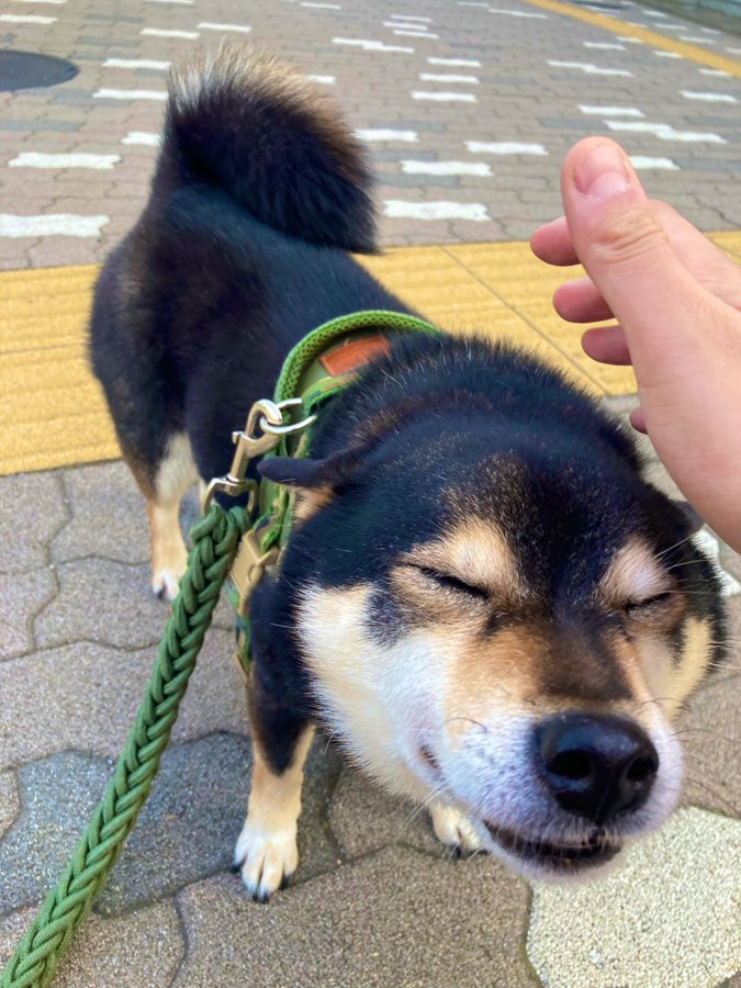 なでられる準備がすごい 柴犬のお顔に悶絶 殺処分寸前だったもと保護犬の1年後 今ではデレデレです まいどなニュース