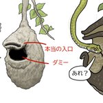 賢い!アフリカツリスガラの巣が自然界のオートロック!
