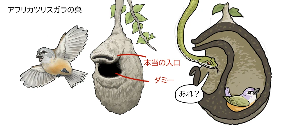 賢い！！アフリカツリスガラの巣が自然界のオートロック！