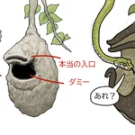 賢い!アフリカツリスガラの巣が自然界のオートロック!