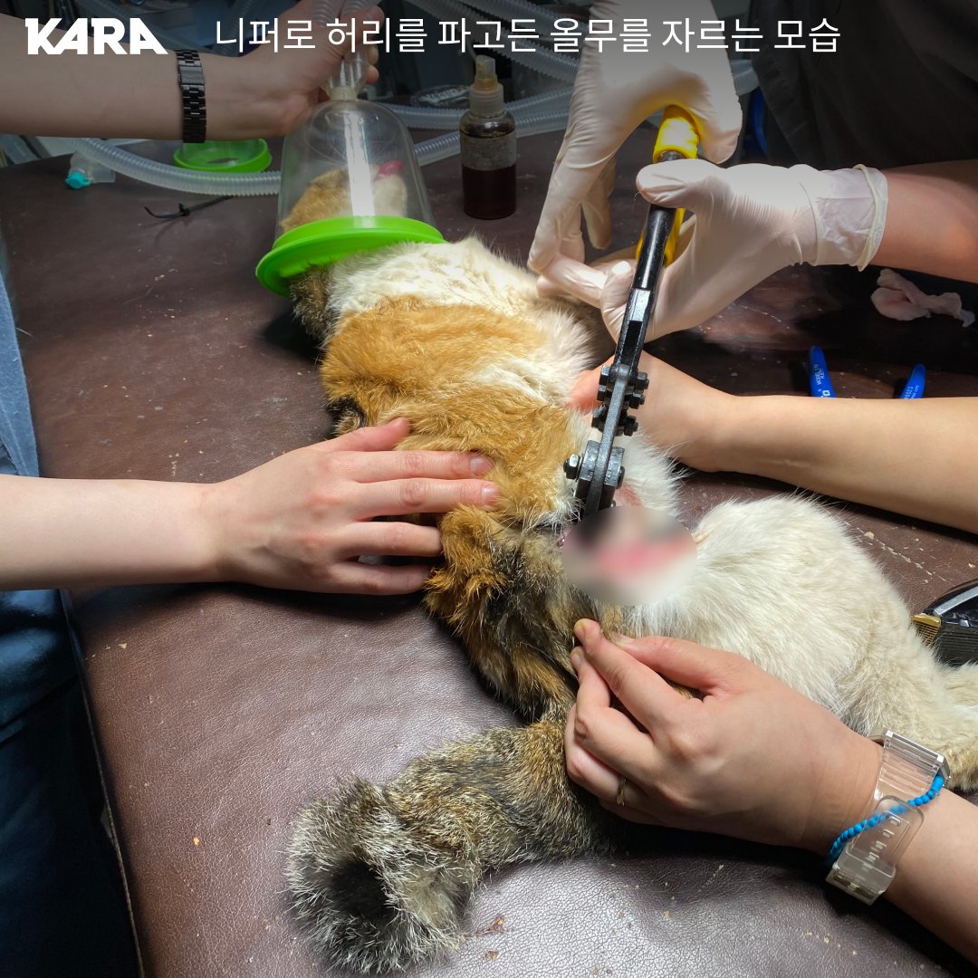 ekara_org's tweet photo. 불법 올무에 매여 있던 길고양이 윌리를 긴급히 구조했습니다. 2.3kg 어린 고양이를 옭아매던 올무에는 살점이 묻어나왔습니다. https://t.co/yKmLNaw5pD https://t.co/ScXaA60C1s