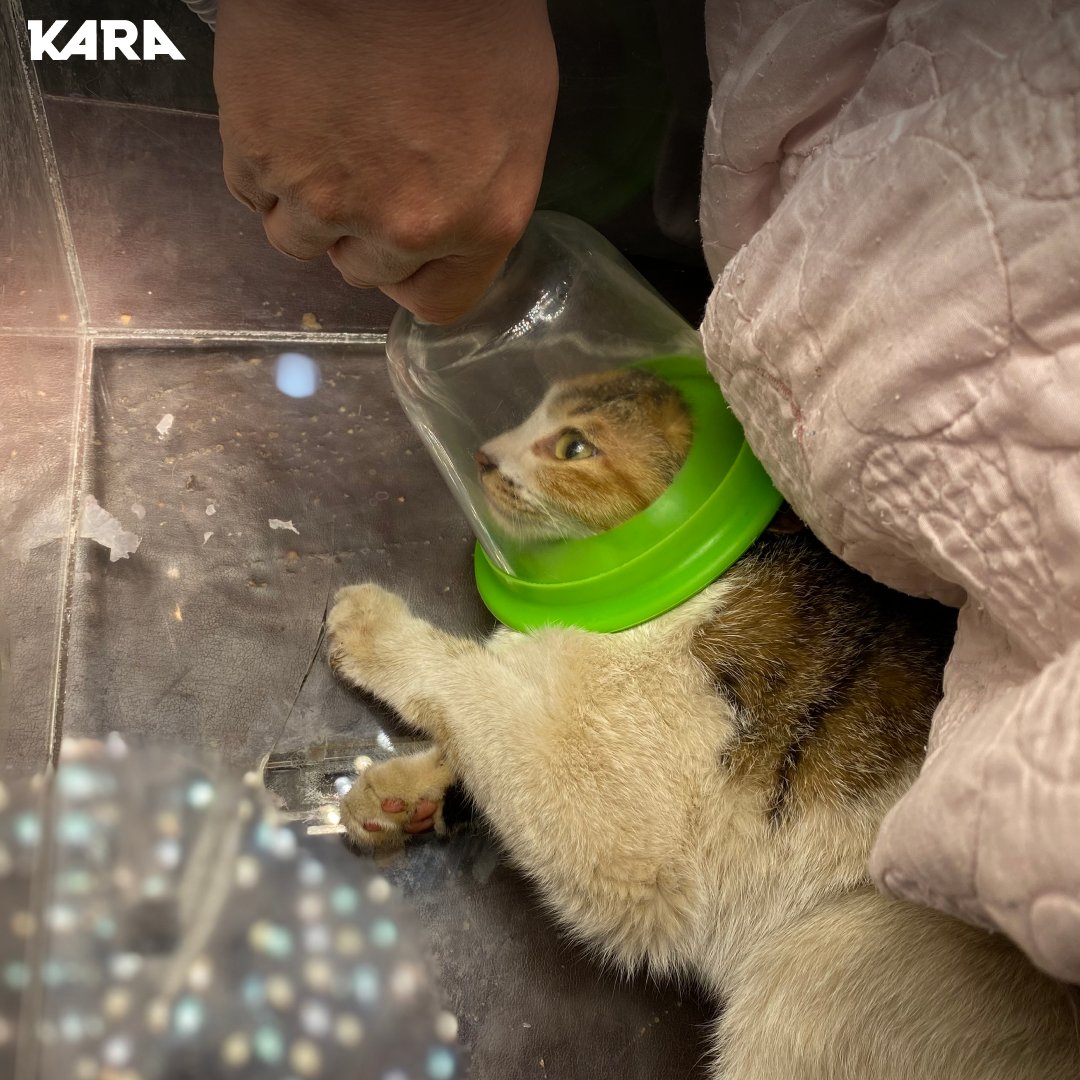 ekara_org's tweet photo. 불법 올무에 매여 있던 길고양이 윌리를 긴급히 구조했습니다. 2.3kg 어린 고양이를 옭아매던 올무에는 살점이 묻어나왔습니다. https://t.co/yKmLNaw5pD https://t.co/ScXaA60C1s