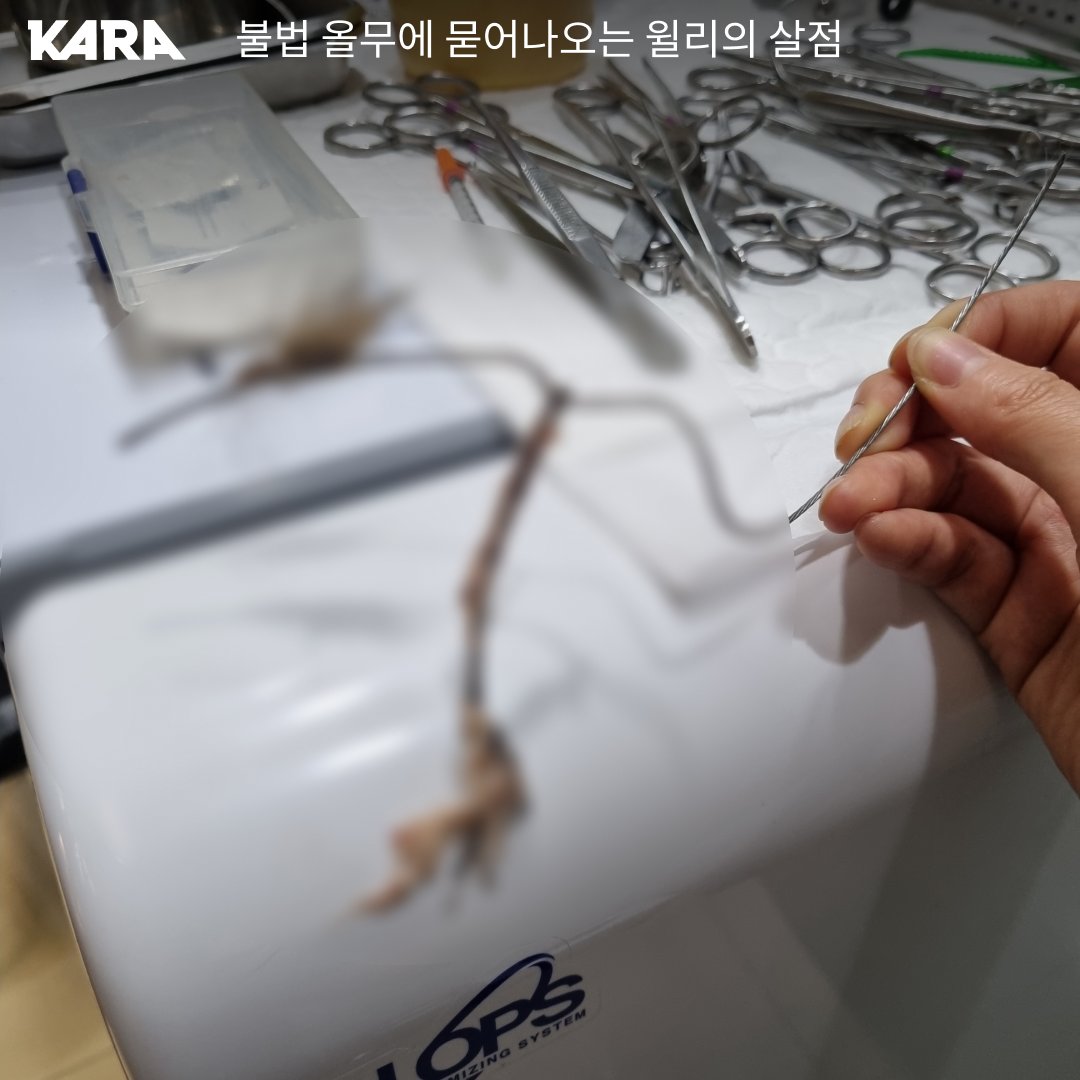 ekara_org's tweet photo. 불법 올무에 매여 있던 길고양이 윌리를 긴급히 구조했습니다. 2.3kg 어린 고양이를 옭아매던 올무에는 살점이 묻어나왔습니다. https://t.co/yKmLNaw5pD https://t.co/ScXaA60C1s