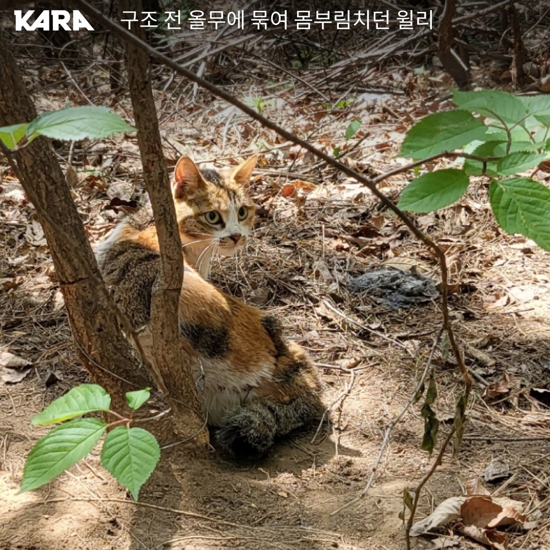ekara_org's tweet photo. 불법 올무에 매여 있던 길고양이 윌리를 긴급히 구조했습니다. 2.3kg 어린 고양이를 옭아매던 올무에는 살점이 묻어나왔습니다. https://t.co/yKmLNaw5pD https://t.co/ScXaA60C1s