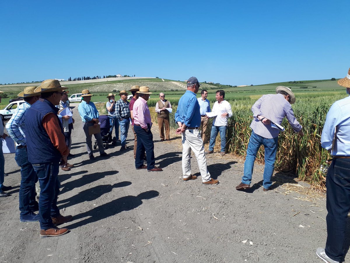 IfapaJunta's tweet photo. 🌾El centro #Ifapa Rancho de la Merced #Jerez imparte una jornada técnica #RAEA de cultivos herbáceos
🌻En ella ha intervenido @pedrogallardo73, presidente de @ASAJACADIZ, para abordar la situación actual del cultivo del #girasol
#IFAPAfuncionaylidera
@AndaluciaJunta https://t.co/Ns7xrEzXJj