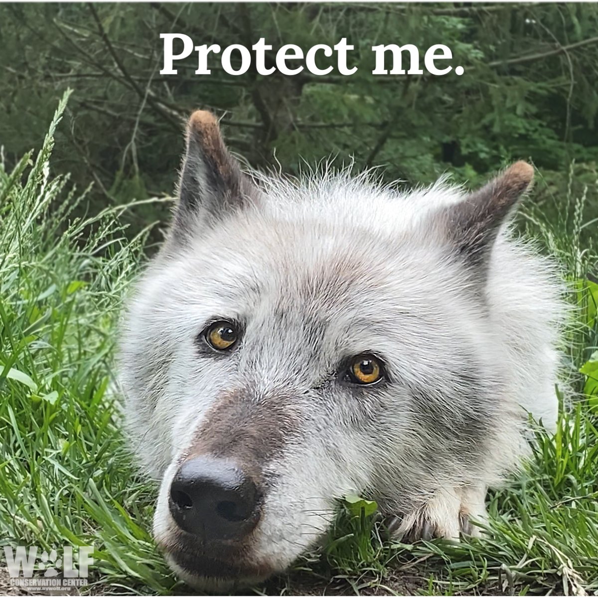 nywolforg's tweet photo. They're killing us, @SecDebHaaland! 494 wolves were killed in Idaho in 2021, including pups. How many families will hunters slaughter this year?

The ESA gives the @Interior ample authority + discretion to #RelistWolves to protect us. @SecDebHaaland, do the right thing 🐺 https://t.co/FgJJyKdl7v