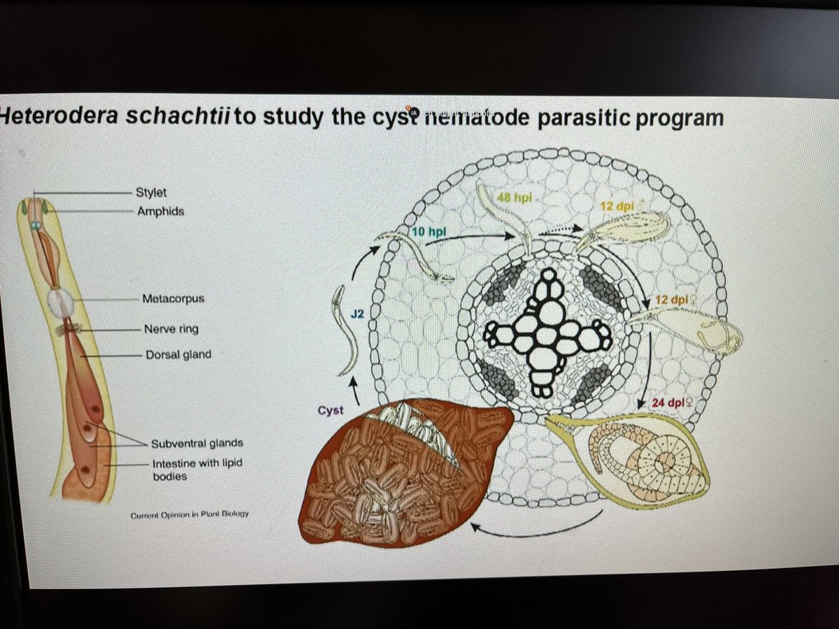 MishraShova's tweet photo. Glad to attend the international congress of Nematology virtually#ICN2022 https://t.co/JMG58vcjzx
