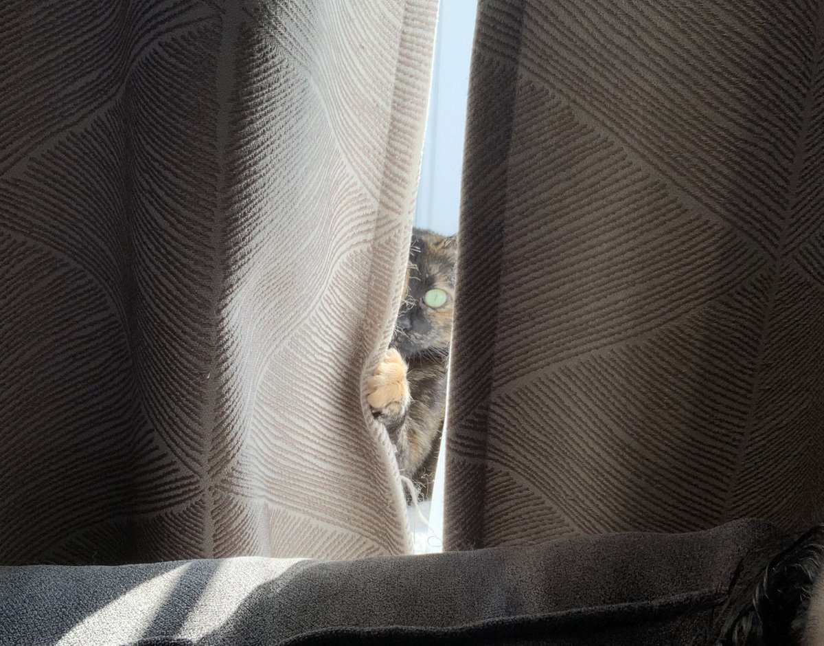 MagzReloaded's tweet image. Just casually plotting my demise… 

Cuteness level: murder/10