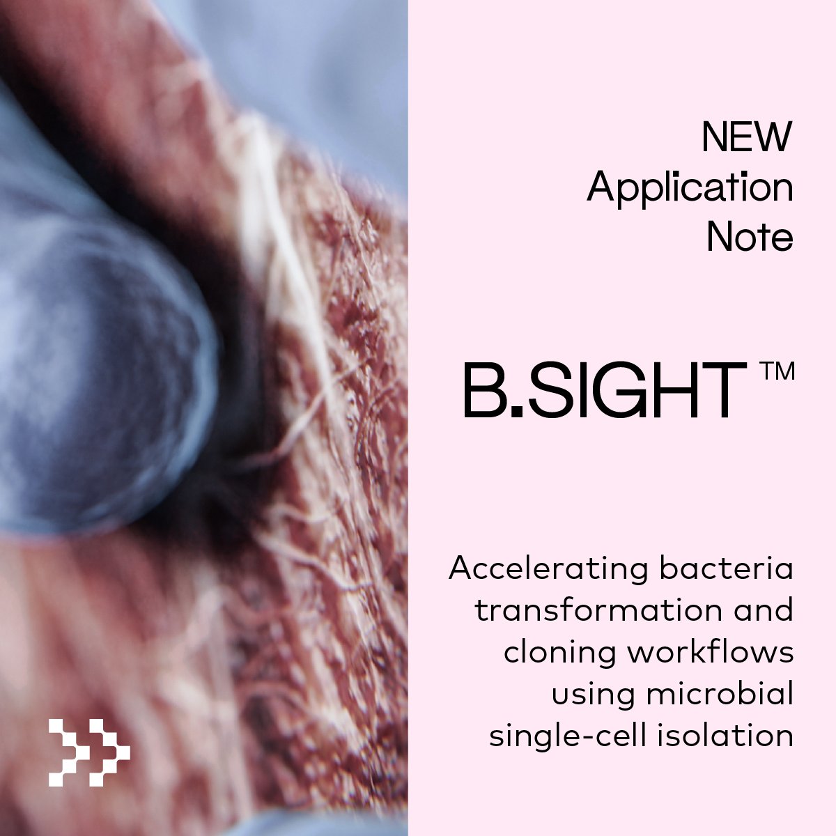 cytena's tweet photo. Still using #colonypicker in your microbial workflow? You can easily save a day with the B.SIGHT, CYTENA's reliable and highly efficient single-microbial cell dispenser. 
Check out our latest application note here: https://t.co/slfKtOidCo #BSIGHT #colonypicking #Ecoli #yeast https://t.co/GtsdsKiLGE