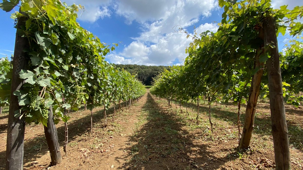 reggiadicaserta's tweet photo. 🍷Oggi ricorre la Giornata Nazionale della cultura del vino e dell’olio. Aderiamo a questa iniziativa essendo il cuore di una importante produzione enologica: il Pallagrello. La sua bontà e la sua fama lo hanno fatto diventare il vitigno per i sovrani borbonici!

🔸@museitaliani https://t.co/YSVaLaKB67