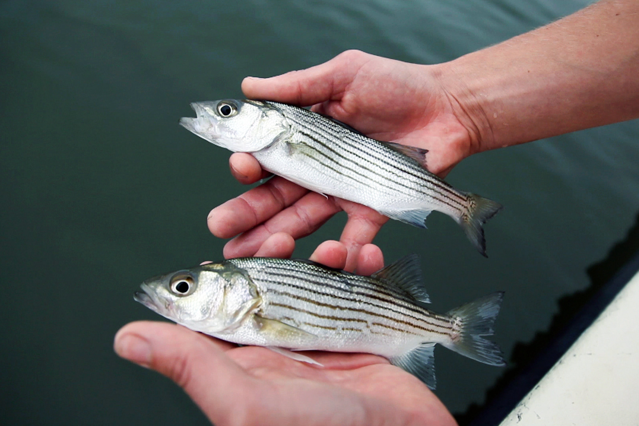 Chesapeake Bay Program on X: Seventy to ninety percent of all