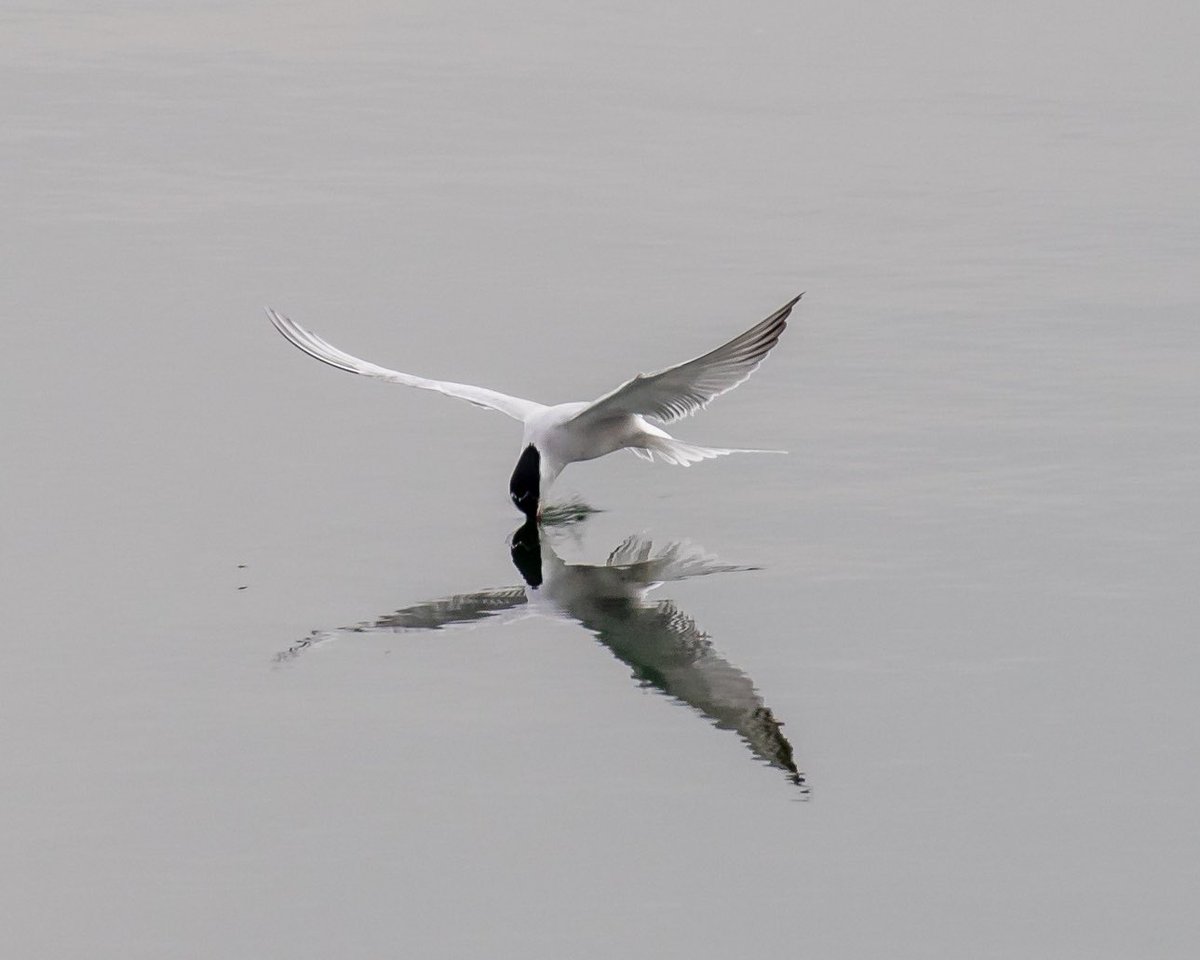 NeilBew's tweet image. From Staines Res on Tuesday