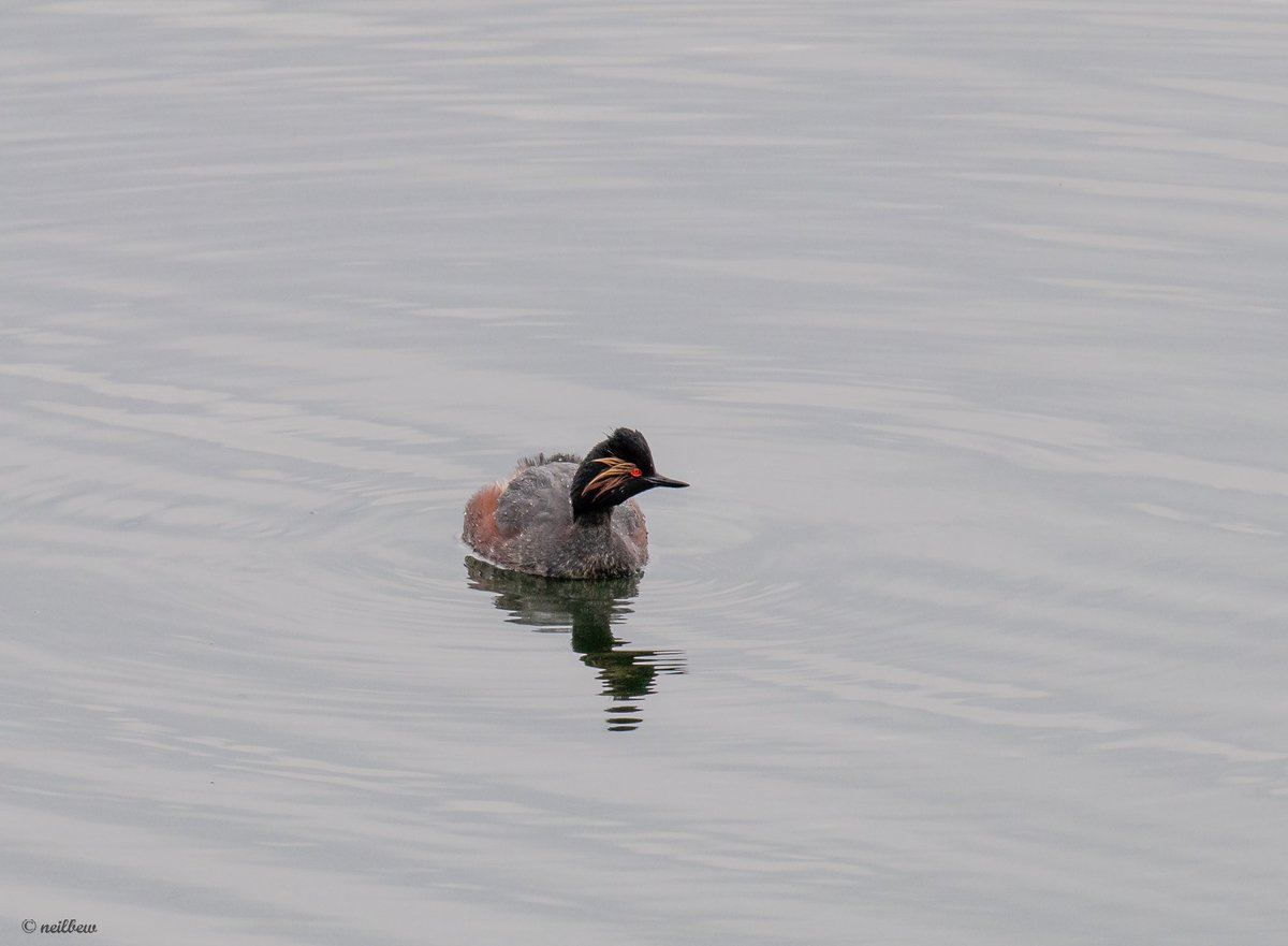 NeilBew's tweet image. From Staines Res on Tuesday