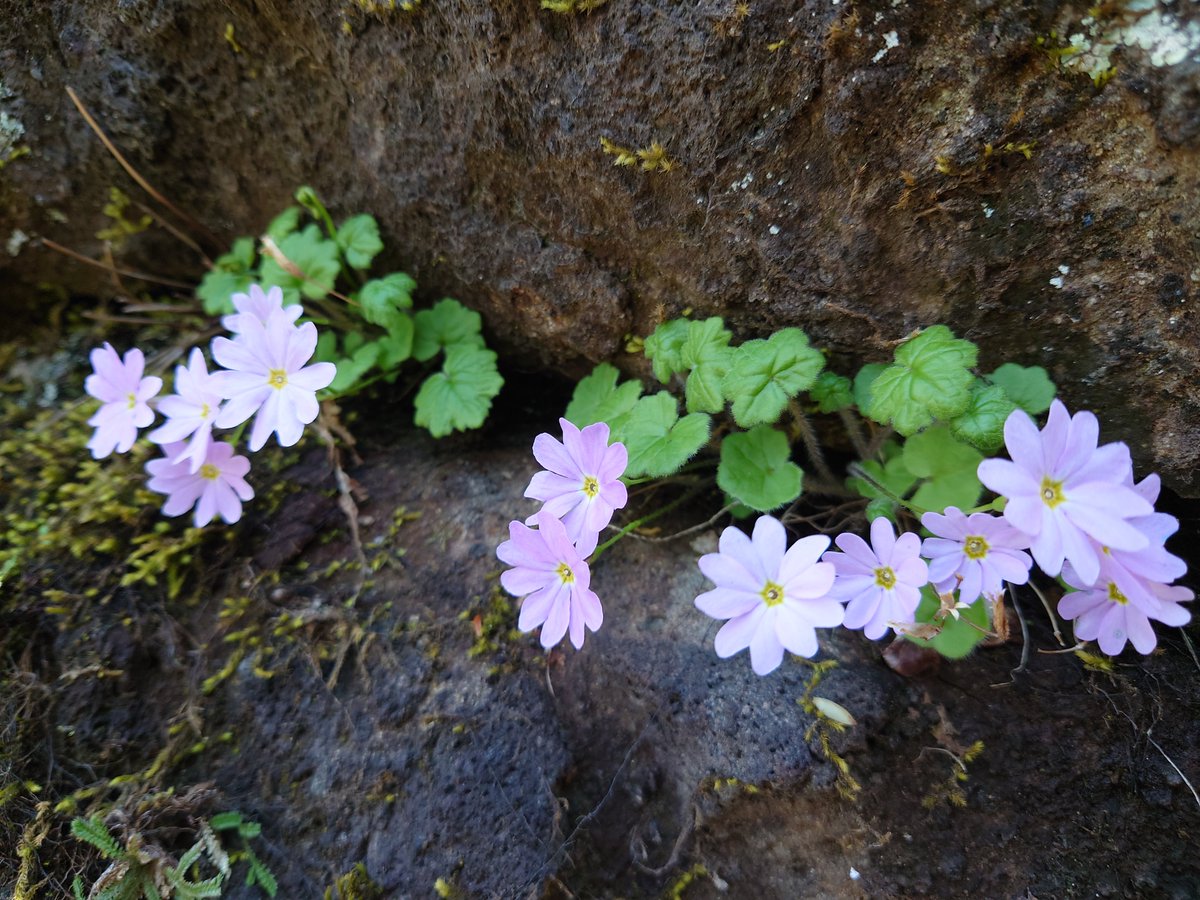 nsn_kj's tweet photo. 2022.5.3 妙義山　群馬県　日本二百名山
ミョウギイワザクラ（固有種） サクラソウ科サクラソウ属
別名 : ミョウギコザクラ https://t.co/lsW8qRoLfn
