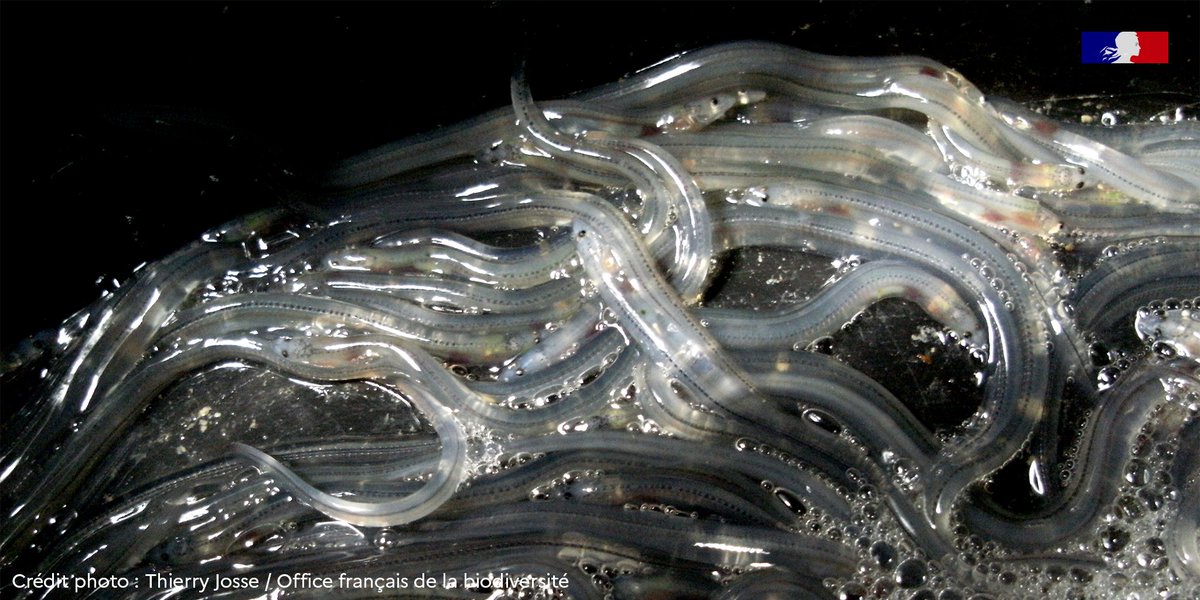 🎥 [REPORTAGE] "Les sentinelles des estuaires"

🐟 Suivi des populations de saumons, lutte anti-braconnage et passe à civelles : découvrez les poissons migrateurs des estuaires de France avec les agents de l'OFB

📅 10 mai à 20h45 sur <a href="/SeasonsTV/">SEASONS</a>

👉 television.telerama.fr/tele/documenta…