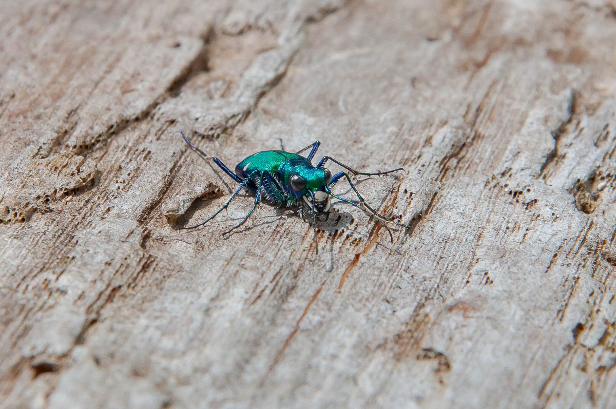 Unlocking the photogenic state of every insect, pest or otherwise!

Featured here are the Asiatic garden beetle (Maladera castanea) and the Six-spotted tiger beetle (Cicindela sexguttata)