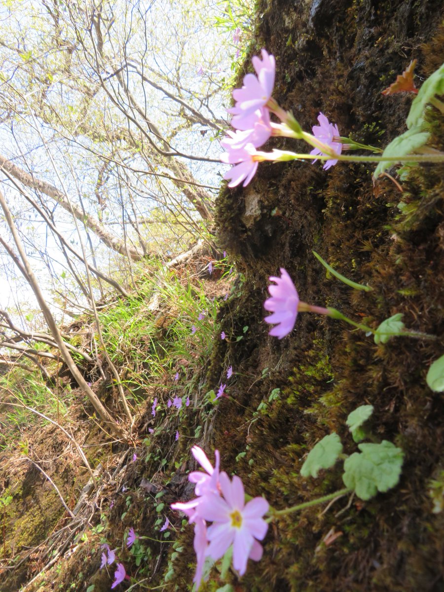 nsn_kj's tweet photo. 2022.5.3 妙義山　群馬県　日本二百名山
ミョウギイワザクラ
白雲山よりも金洞山に多い。
4枚目は鷹戻しの梯子の両脇の群落。 https://t.co/m9IETl0Hkv