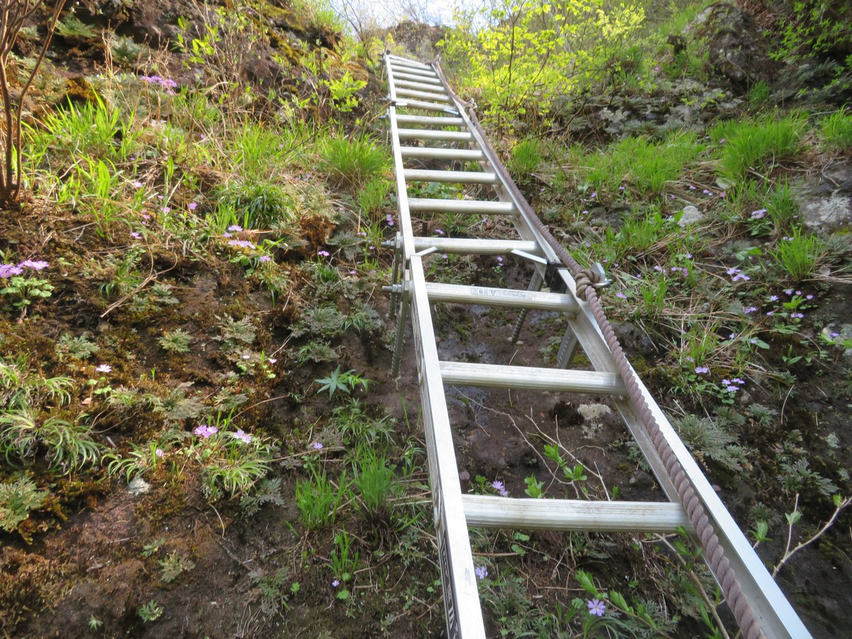 nsn_kj's tweet photo. 2022.5.3 妙義山　群馬県　日本二百名山
ミョウギイワザクラ
白雲山よりも金洞山に多い。
4枚目は鷹戻しの梯子の両脇の群落。 https://t.co/m9IETl0Hkv