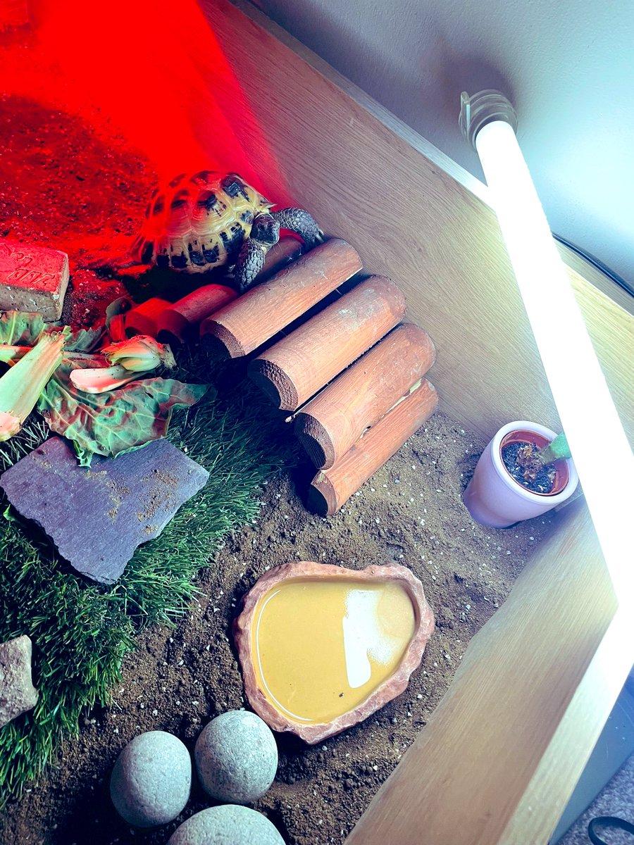 pebblethingy's tweet photo. Hooman had some left over wooden thingys from the gardens, she’s placed it here but I don’t get it! It goes nowhere other than to do the dreaded dead 🌵 🙈 https://t.co/he5lM1PBbz
