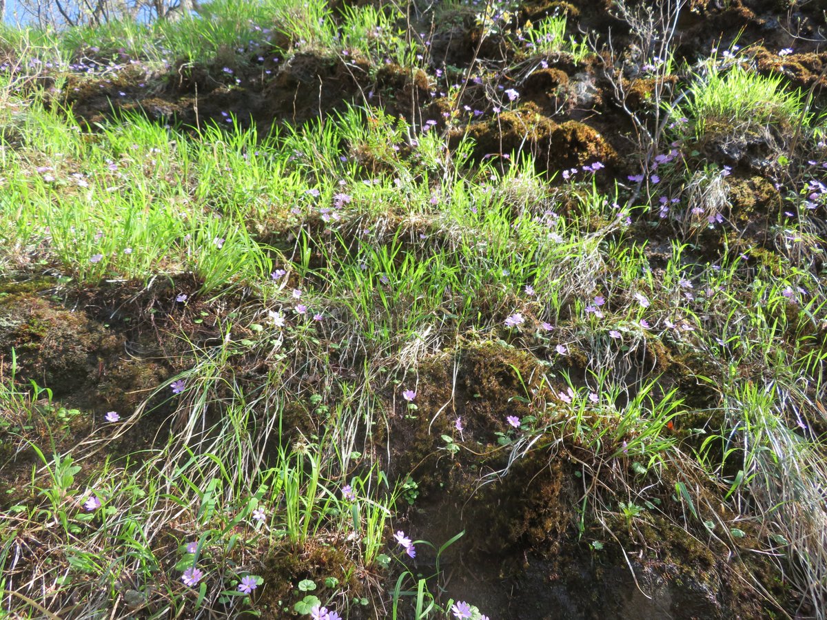 nsn_kj's tweet photo. 2022.5.3 妙義山　群馬県　日本二百名山
ミョウギイワザクラ群生地 https://t.co/AjHa9mkOMg