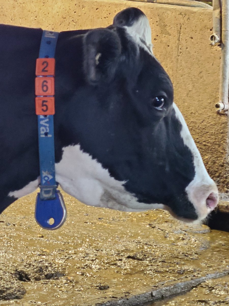 DortmansB's tweet photo. Progress Report -barns are being cleaned after concrete. Cows are getting used to their new collars with activity monitors. Delpro system and cow data being prepared. This pair of VMS 310s will soon be ready to get rocking! #DeLaval #vms310 https://t.co/VCJaORsS5Q