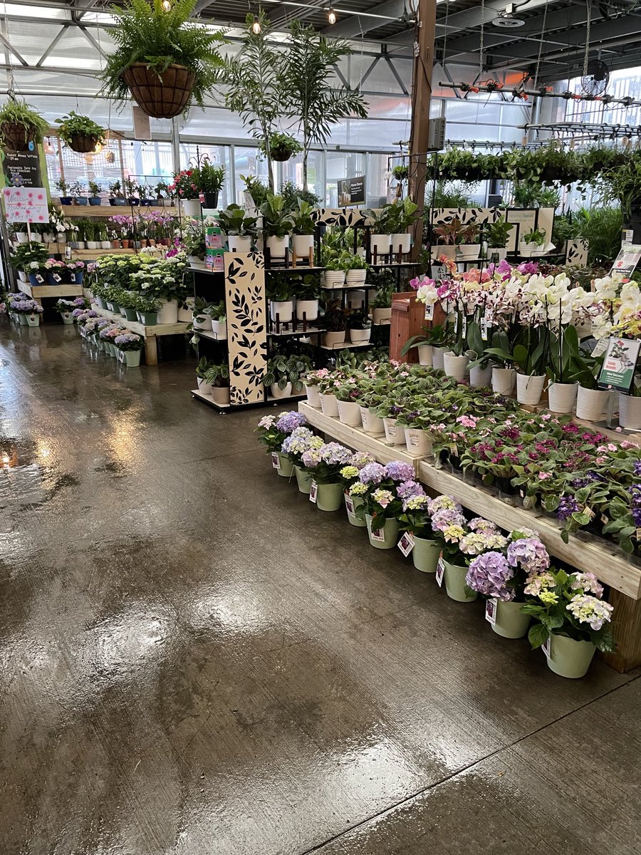 Marty Harris (@martyatlga) on Twitter photo Celebrate Mother’s Day Sunday, May 8th shop at the Buckhead 6986 Home Depot garden center hydrangeas orchids assorted flowering plants 🌸<a href="/HomeDepot/">The Home Depot</a> <a href="/daniel_opene1/">Daniel Opene</a> <a href="/kelly_mayhall/">Kelly Mayhall</a> <a href="/freddyplants/">Fplants</a> <a href="/WadeDivver/">Wade Divver</a> @CoreyLiliston Celebrate Mother’s Day Sunday, May 8th shop at the Buckhead 6986 Home Depot garden center hydrangeas orchids assorted flowering plants 🌸<a href="/HomeDepot/">The Home Depot</a> <a href="/daniel_opene1/">Daniel Opene</a> <a href="/kelly_mayhall/">Kelly Mayhall</a> <a href="/freddyplants/">Fplants</a> <a href="/WadeDivver/">Wade Divver</a> @CoreyLiliston