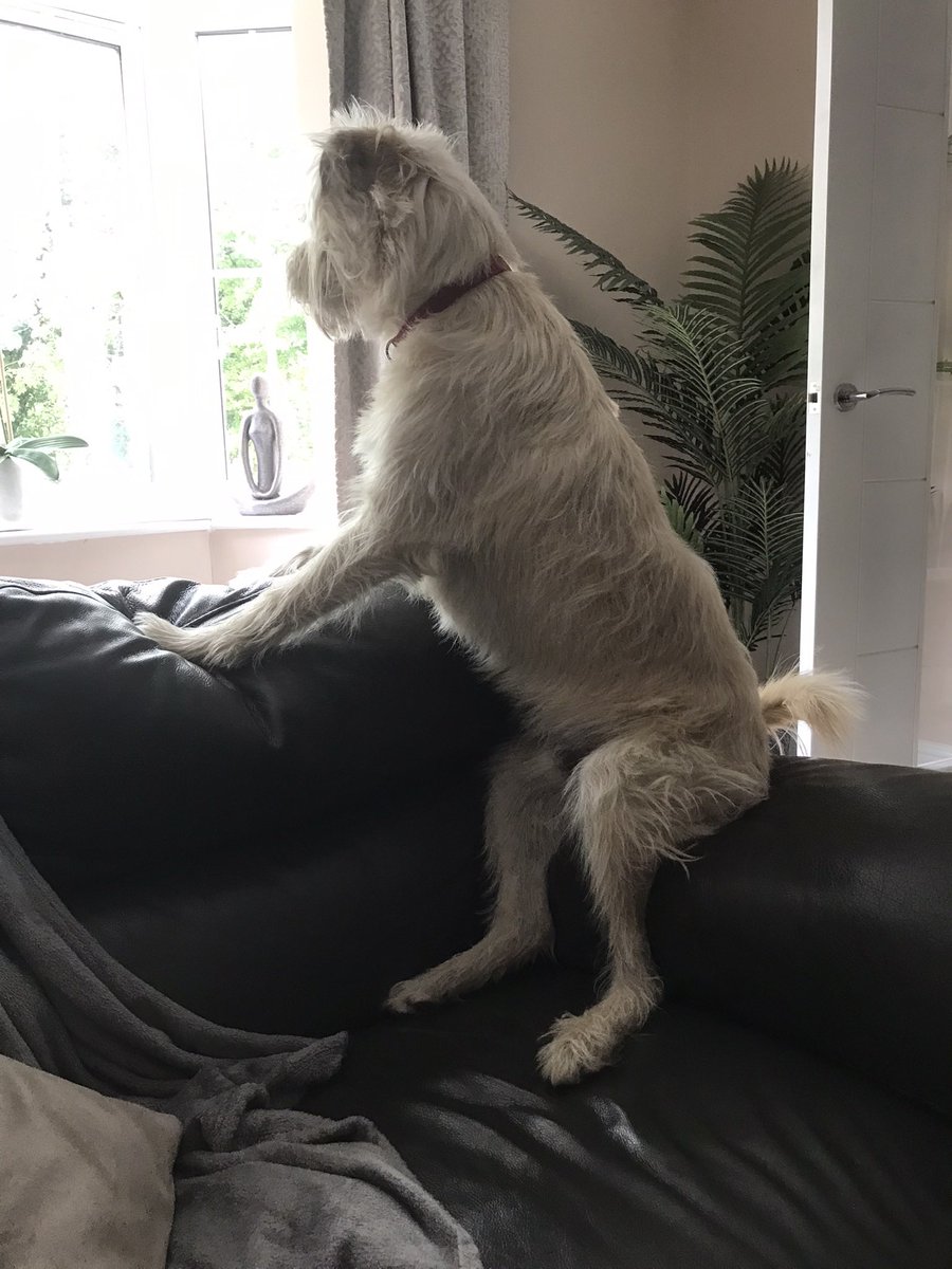 shuffle230's tweet photo. @rickygervais I told him a fat dollop was outside, he’s looking for you. https://t.co/4Hp1CYP6xb