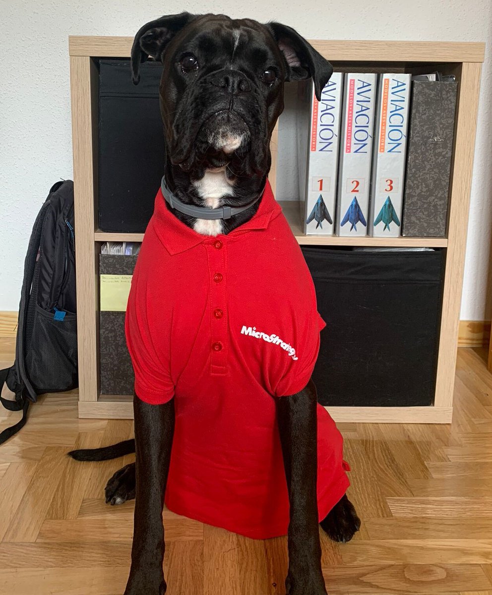 MicroStrategy's tweet photo. Just look at this face, ready to #AcceptTheChallenge at MSTR!
Join Hunter and the rest of the #PetsofMSTR - we're hiring! Look at all our openings πΆ
https://t.co/i6TY7b6YV3
#MSTRPetoftheWeek #EnterpriseAnalytics #IntelligenceEverywhere https://t.co/srW1B6JB2e