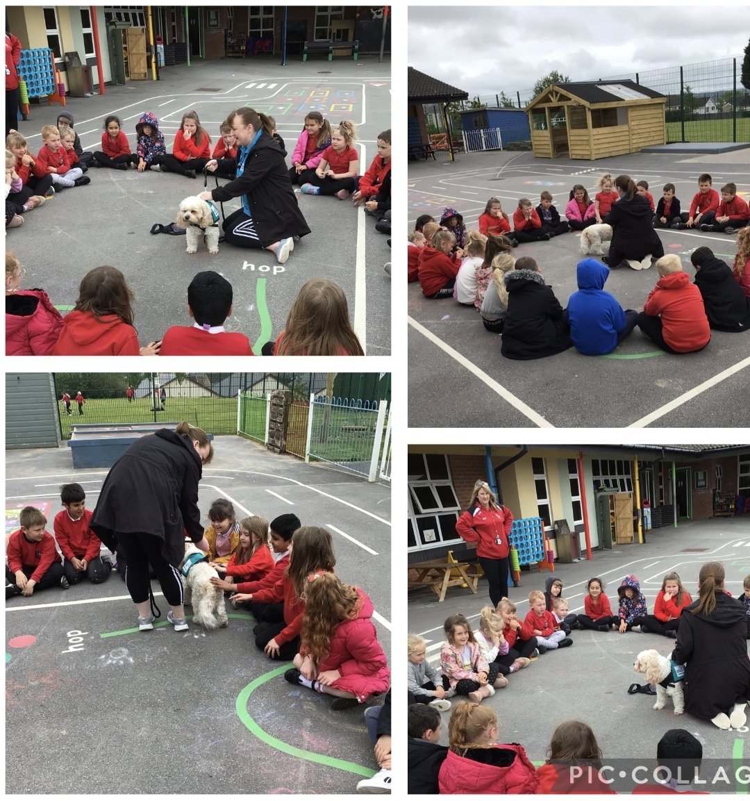 YsgolBrynTeg1's tweet photo. It was lovely to have Jonesy our #readingdog back at school today. @Burnscommunity #BBYS https://t.co/DT4iDwMnC0