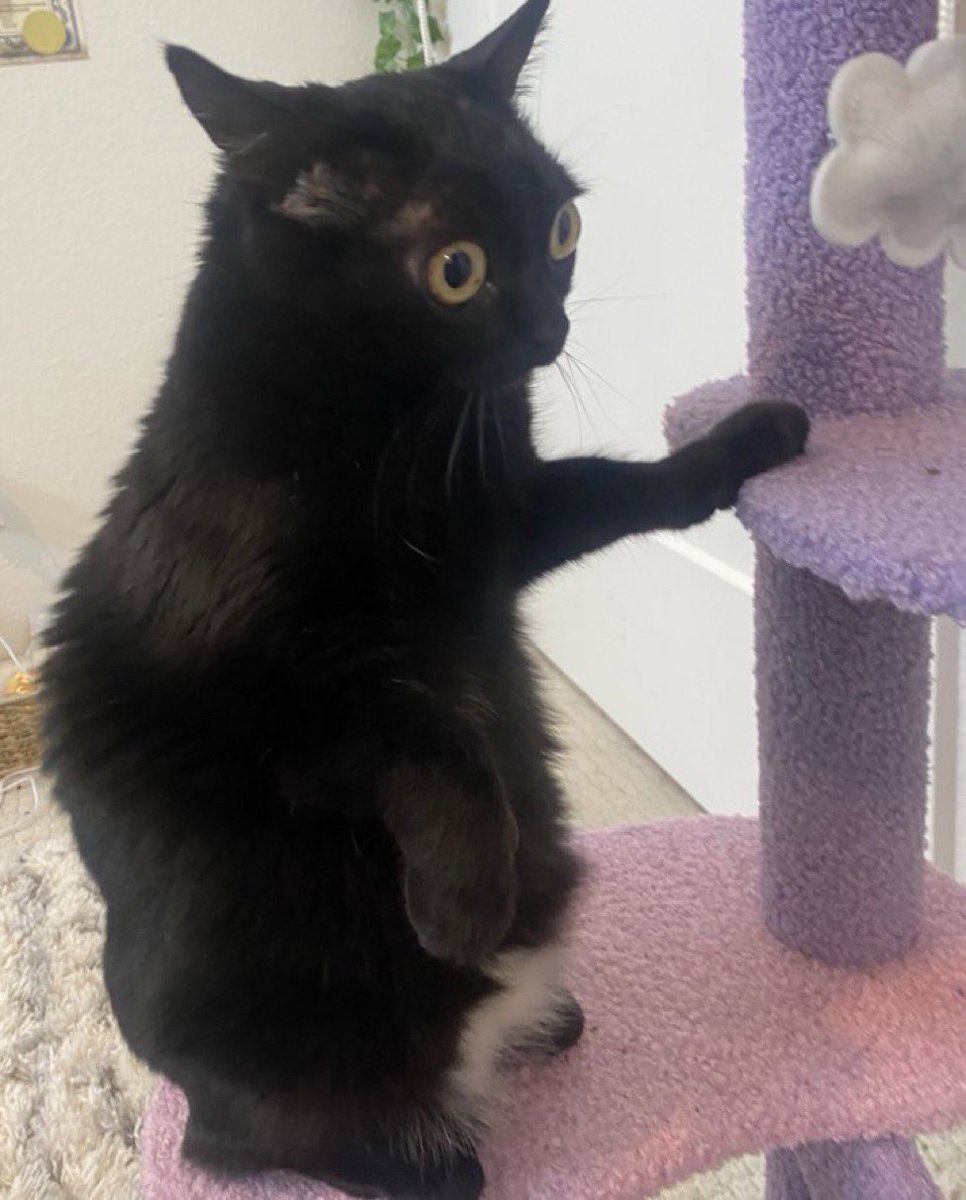 send me songs and illisten and put in tierlist for birthday stream in like 4 hour !!! !